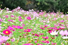 昭和記念公園 花の丘 コスモス
