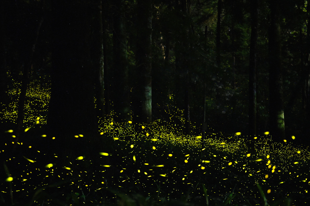 暗い森の光る幻想