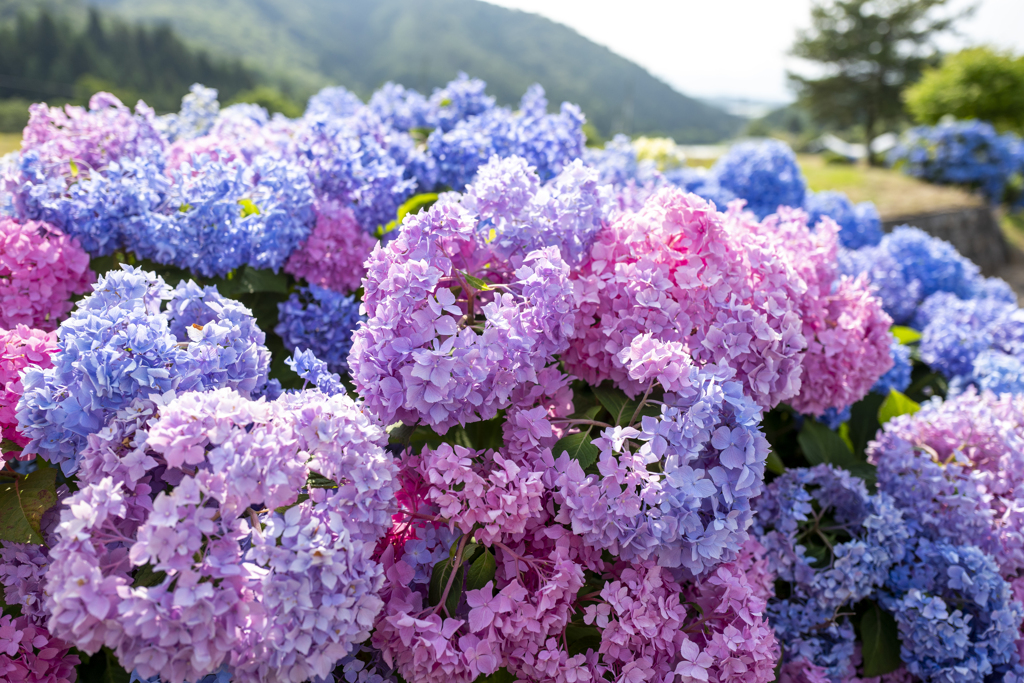 紫陽花山の紫陽花