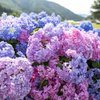 紫陽花山の紫陽花