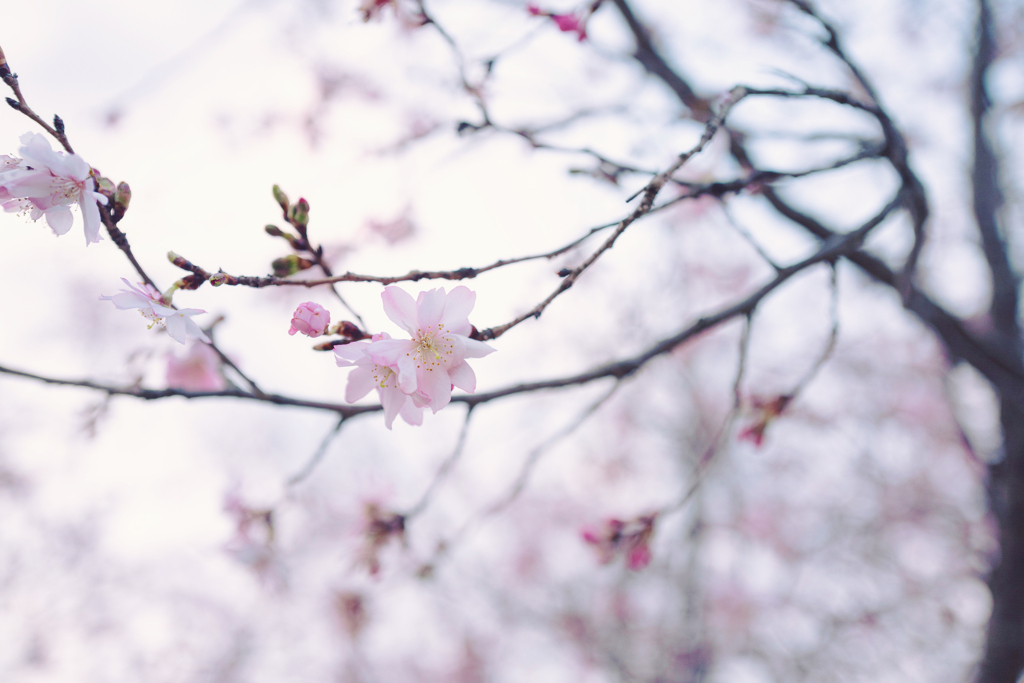 盛岡中央公園の桜