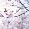 盛岡中央公園の桜