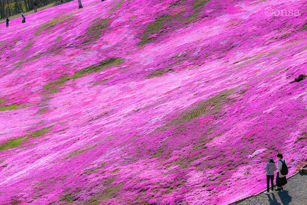 桜海