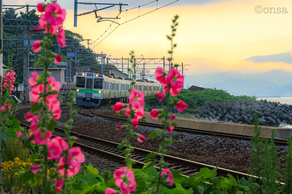 夏花に潮の香り