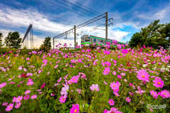 薄紅の秋桜が秋の日の 何気ない陽溜りに揺れている