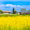 菜花彩る小駅「北一已駅」