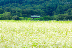 ソバの花の海 〜みなさんは、そば派？うどん派？