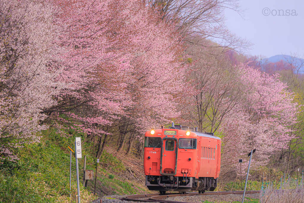 淡き春、去りゆく春