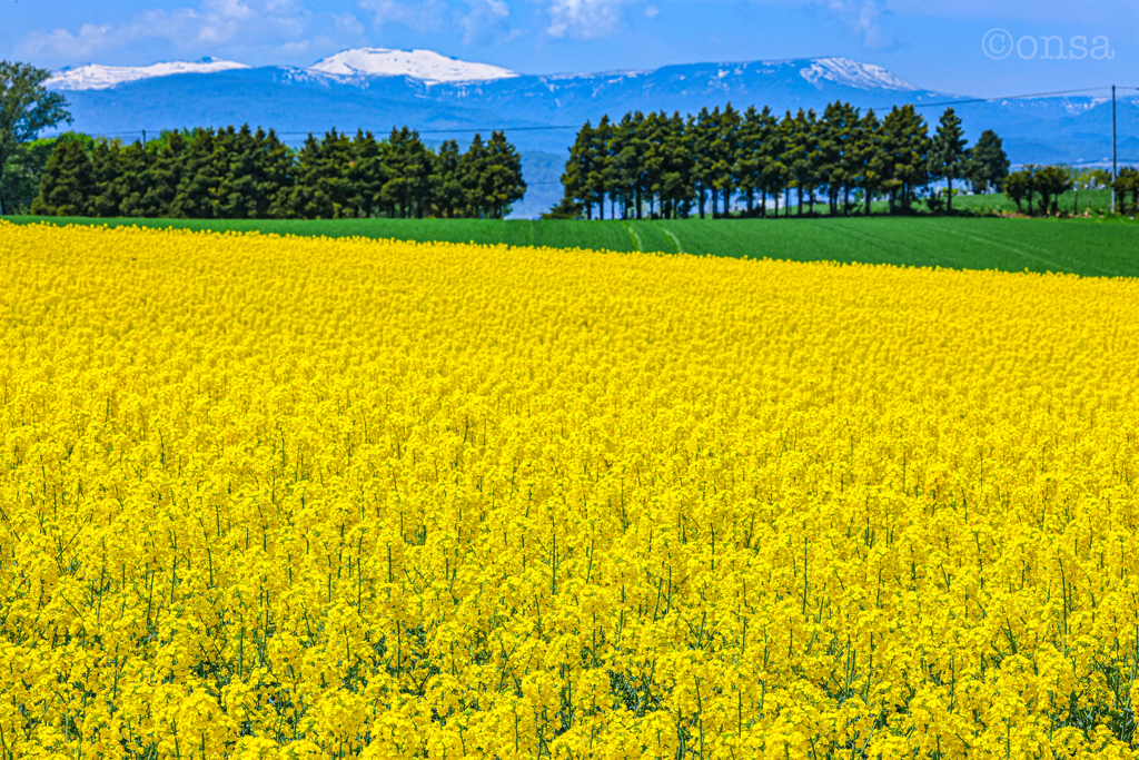 大地が黄色に染まる時