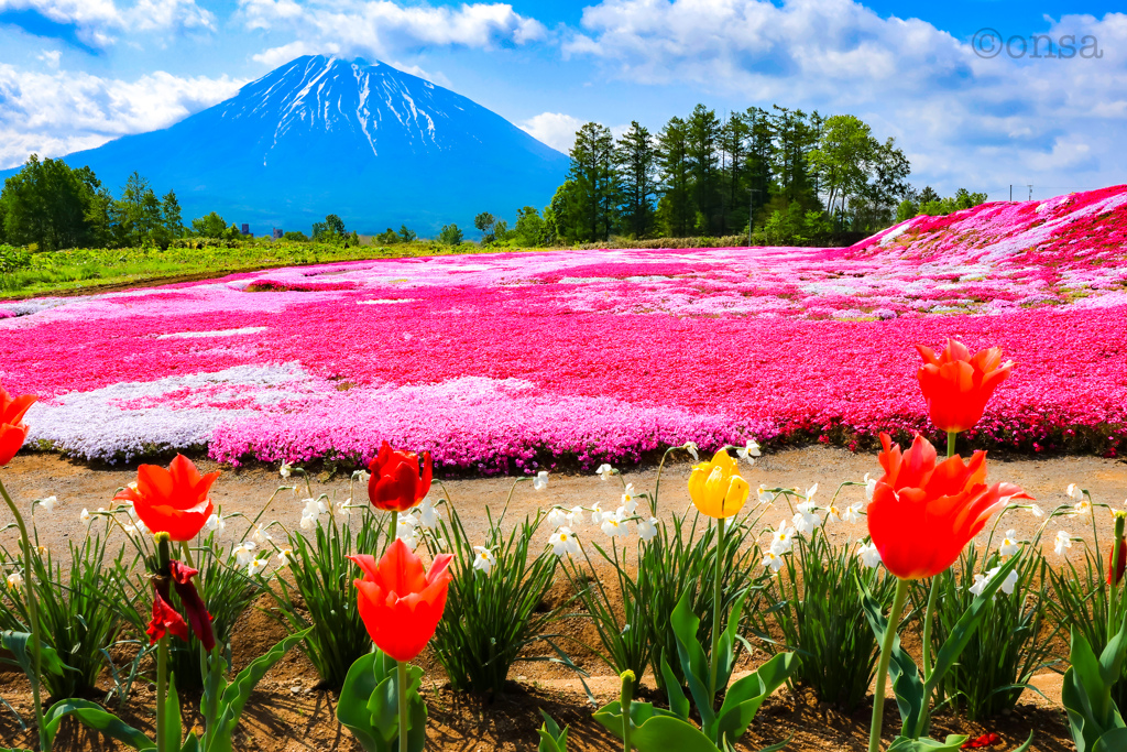 三島さんちの芝桜