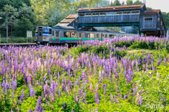古い跨線橋とルピナス咲き誇る山間の小駅
