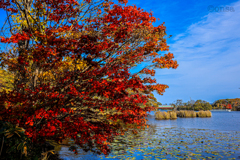 楓燃ゆる湖畔の秋