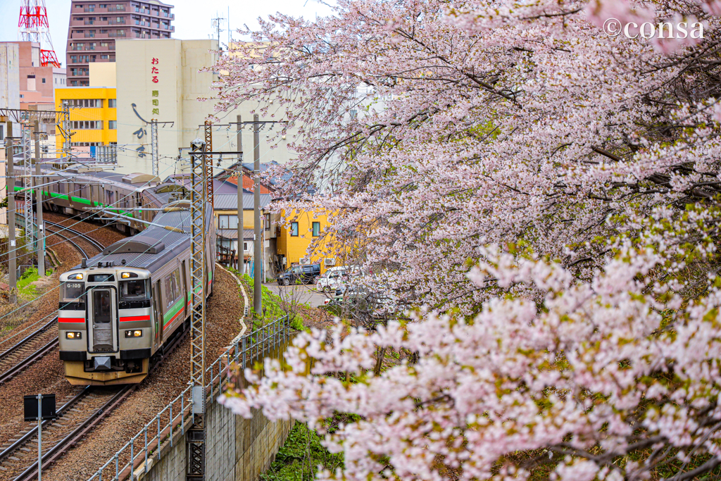春と鉄道 〜サクラトレイン〜
