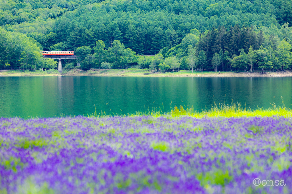 湖のほとりに咲き始めたラベンダー
