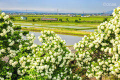 アナベルの額縁から
