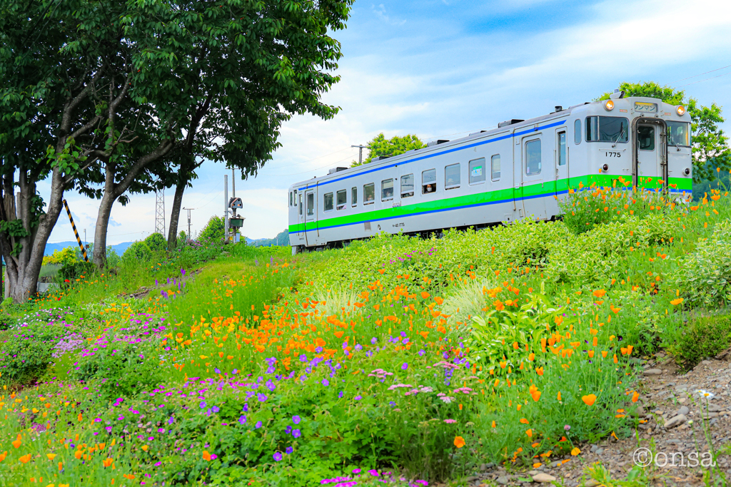 夏の香を運ぶ花々と気動車