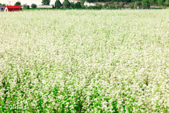 君の「ソバ」にいさせて♡