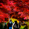 肩の上から紅葉狩り