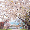 仰ぎ見る北国の桜、今散りゆく