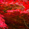 紅い秋