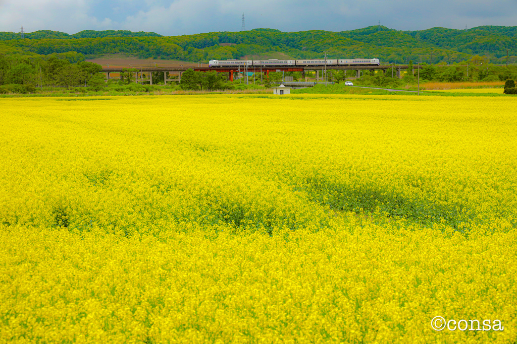 黄花の海を渡る