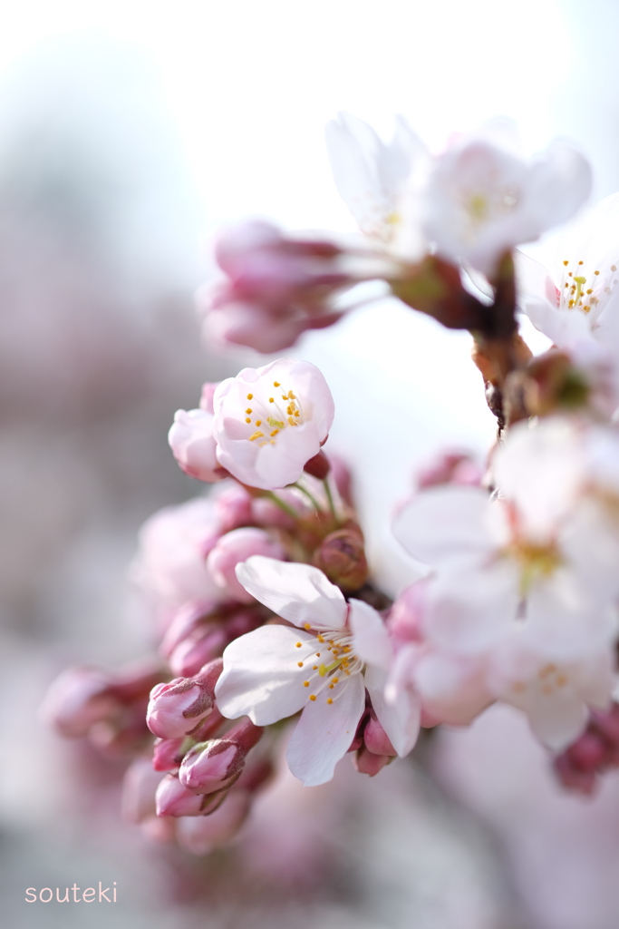SAKURA#4 ( year 2016 )
