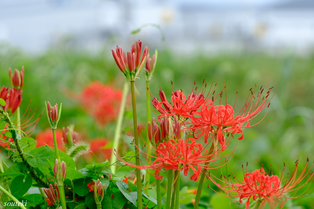 曼珠沙華