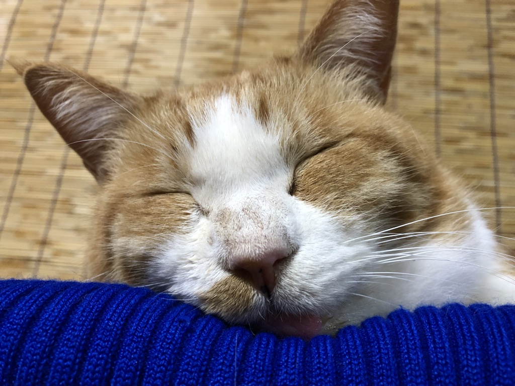 爆睡ちゅう
