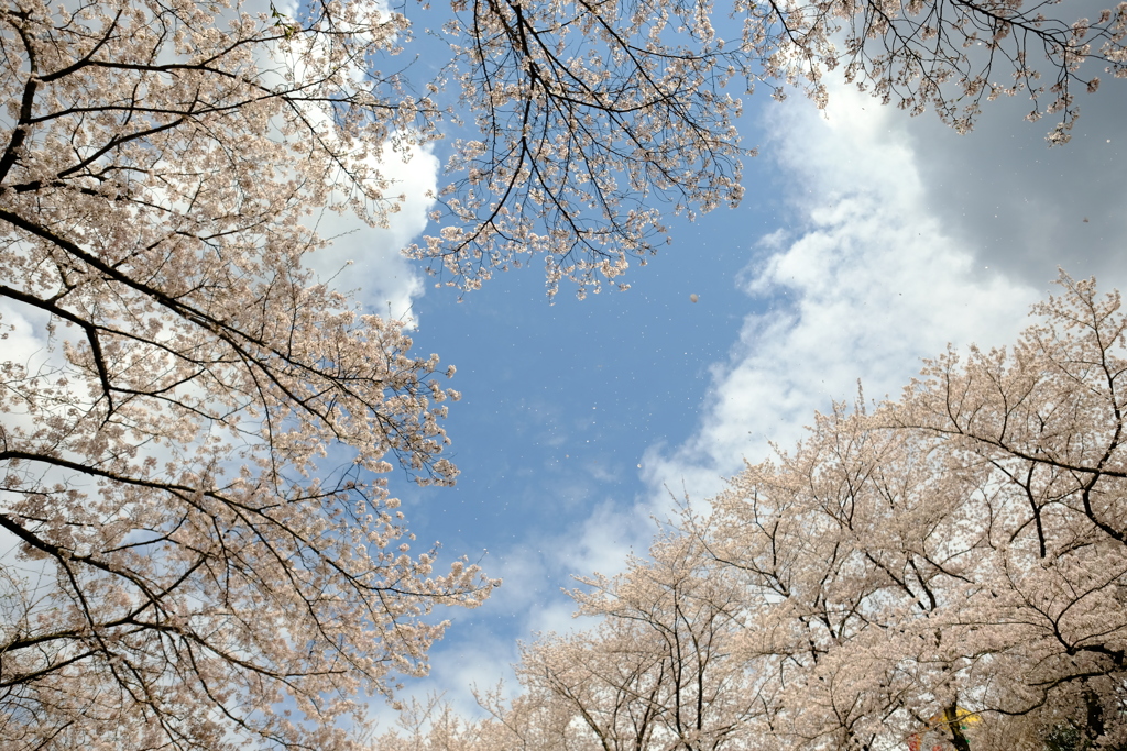 SAKURA#3