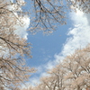 SAKURA#3
