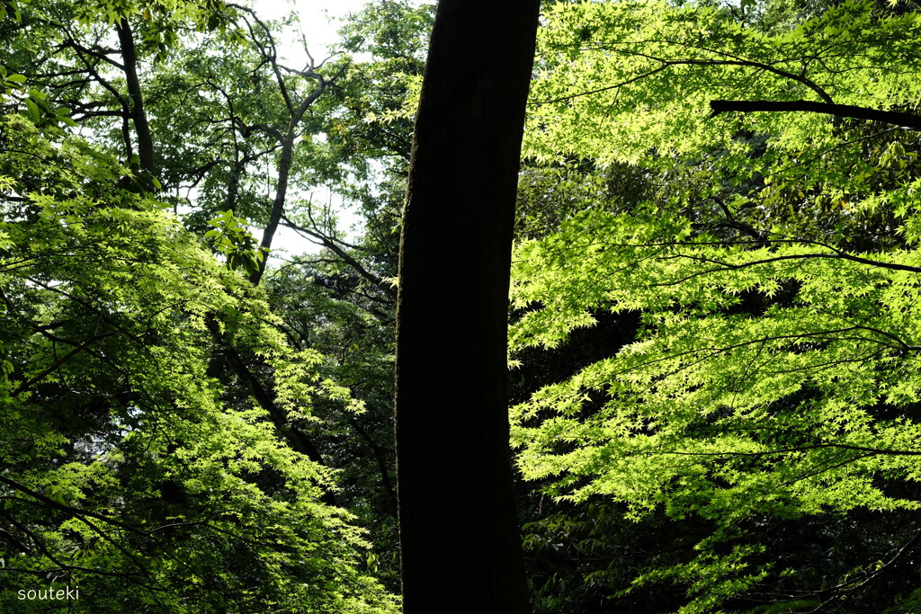 翠 ( year 2015 )