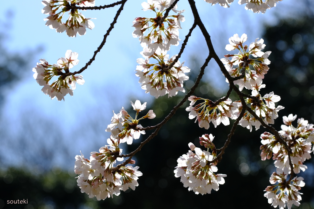 SAKURA#6