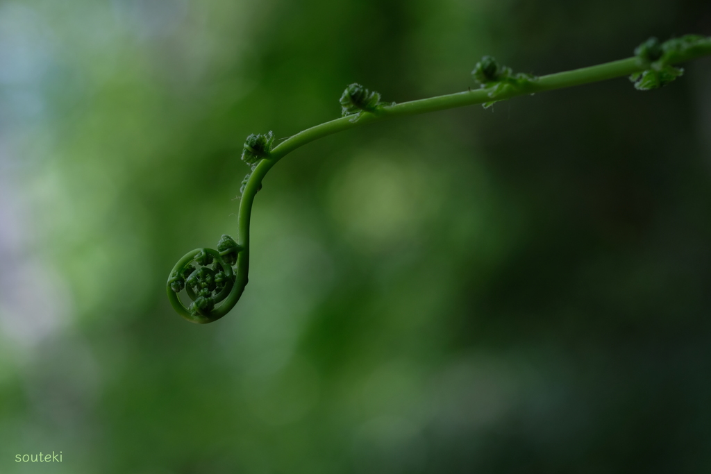 春