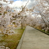 SAKURA#2