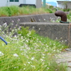 DSCF5338