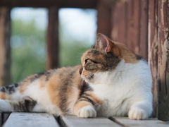 猫の横顔
