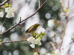 鳥と桜