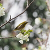 鳥と桜