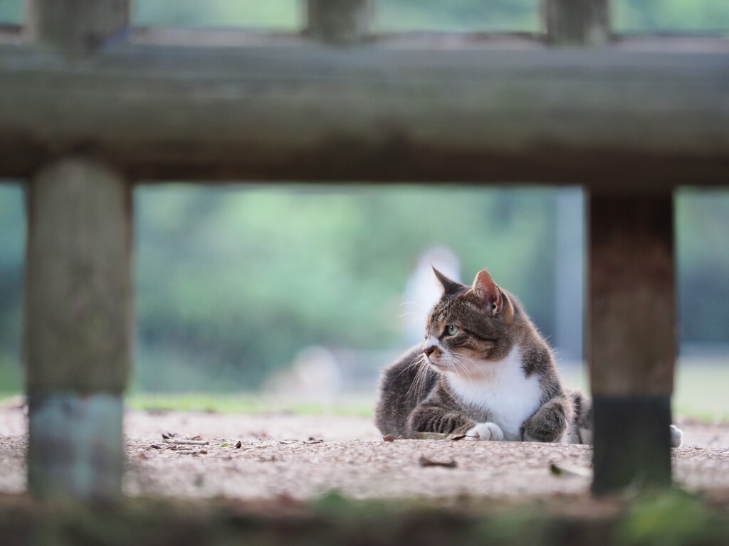 猫の横顔