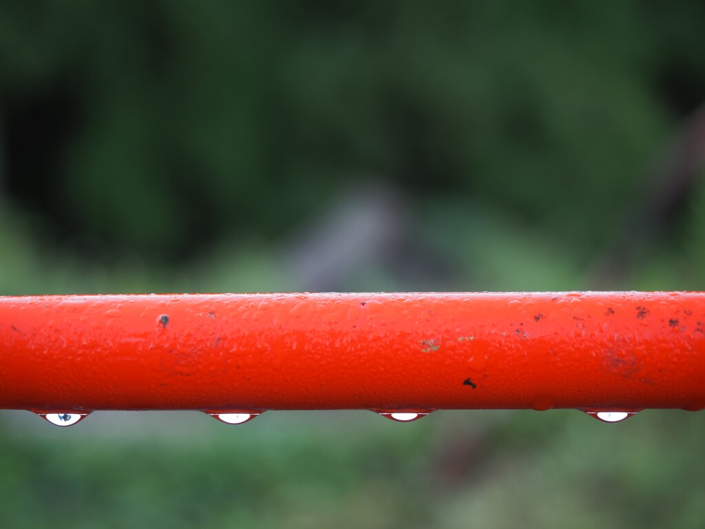 朝露に濡れる