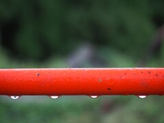 朝露に濡れる