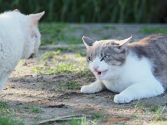 バトル