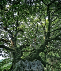 山抱きの大樫