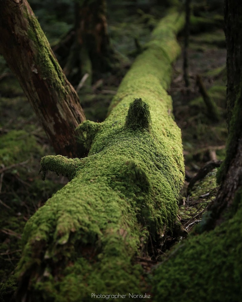 白駒の池