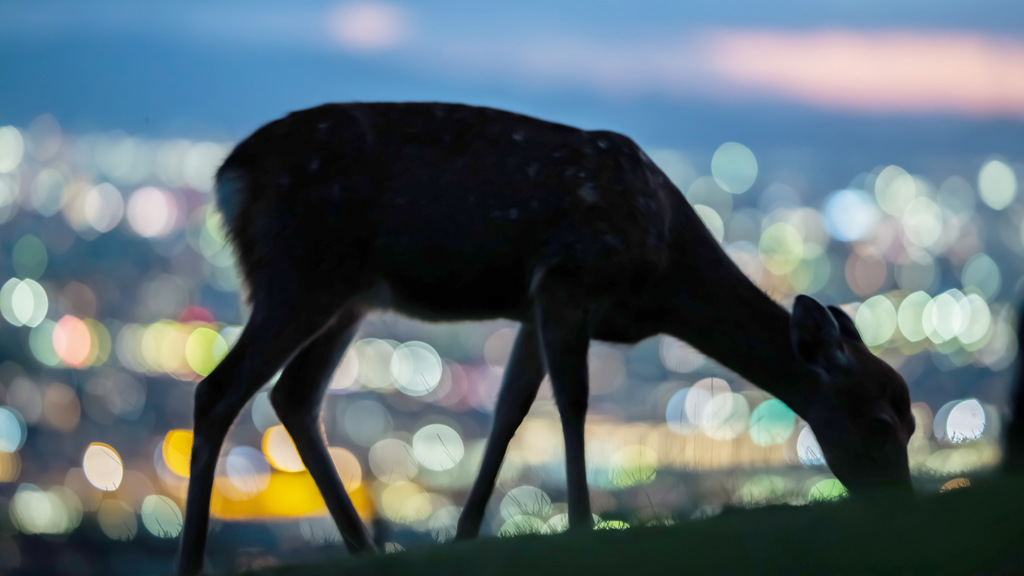 夜景