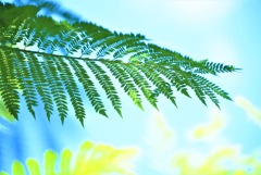 夏の思い出