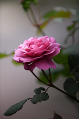 薔薇