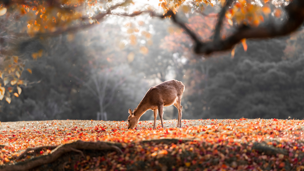 飛火野