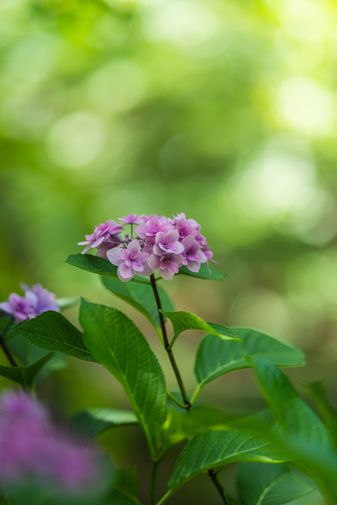 紫陽花