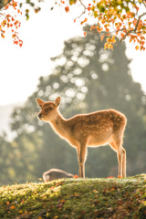 奈良公園